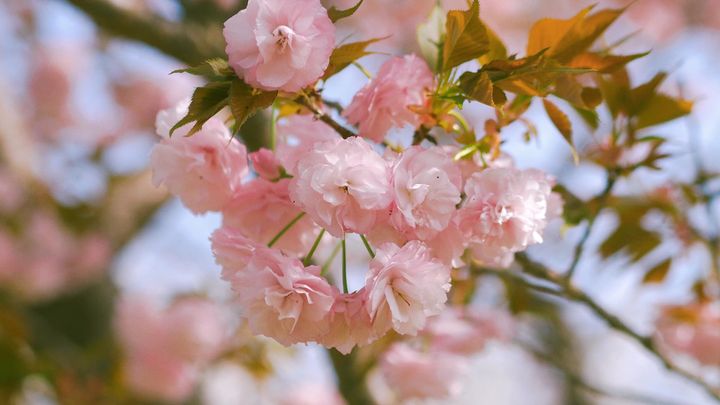 #YêuBếpCóHoaỞ Nhật có rất nhiều loại hoa anh đào, ước lượng có 100 loài được tìm thấy