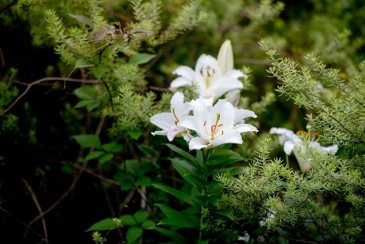 White Lily - Hoa Ly Trắng.--Hoa Ly từ lâu đã được mệnh danh là một loài hoa thanh cao